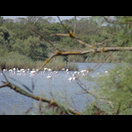 Flamingos